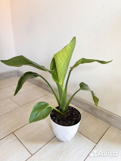 Стрелиция Николая