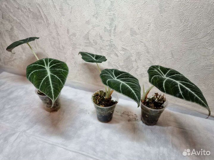 Алоказия Блэк вельвет, Черный Бархат