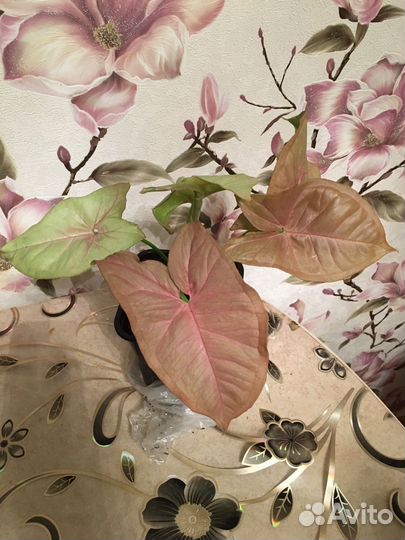 Сингониум неон