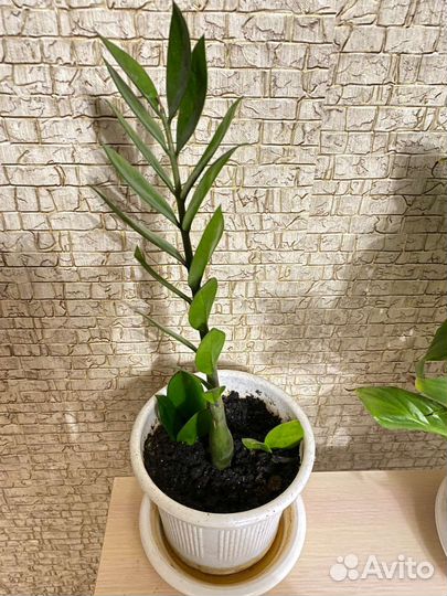 Комнатные цветы