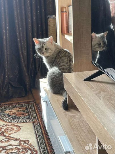 Отдам кота в добрые руки