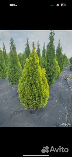 Туи, ели, шарики