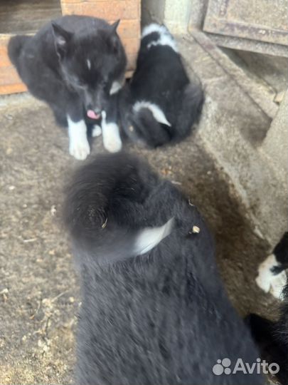 Русско европейская лайка