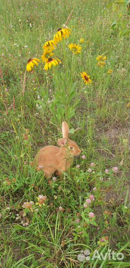 Нзк Новозеландские красные, Бургундские