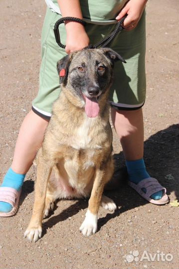 Спасите собака 5 лет