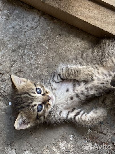 Потешные котята