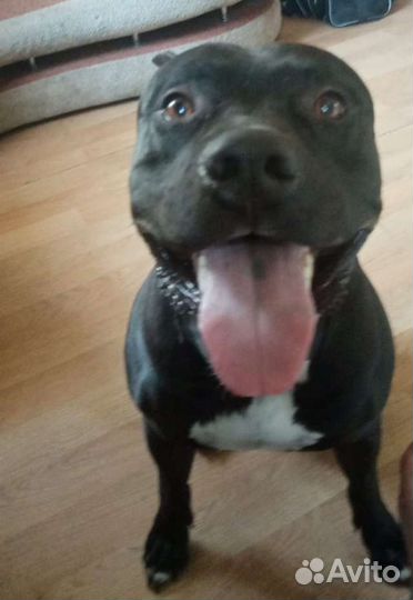 Питбуль вязка