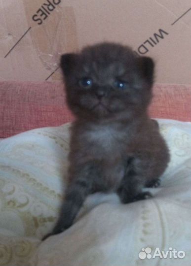 Шотландский британец котята