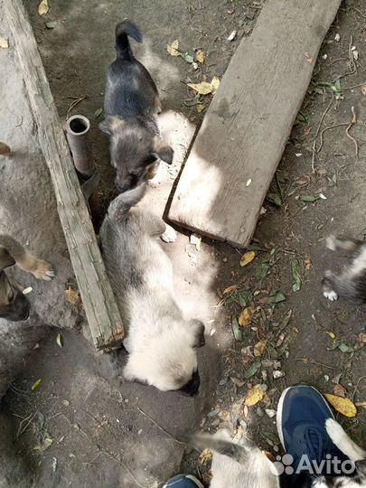 Щеночки в добрые руки