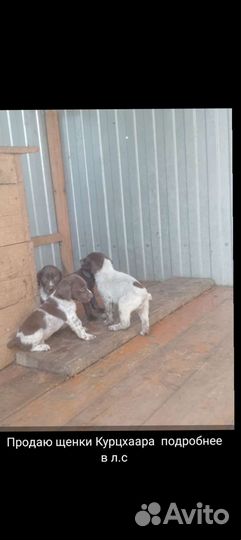Щенки курцхаара