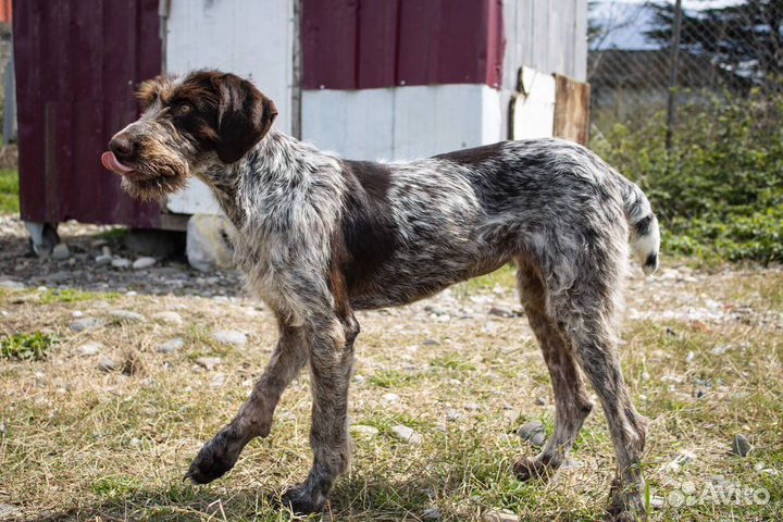 Собака дратхаар