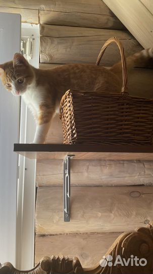 Потерялась кошка