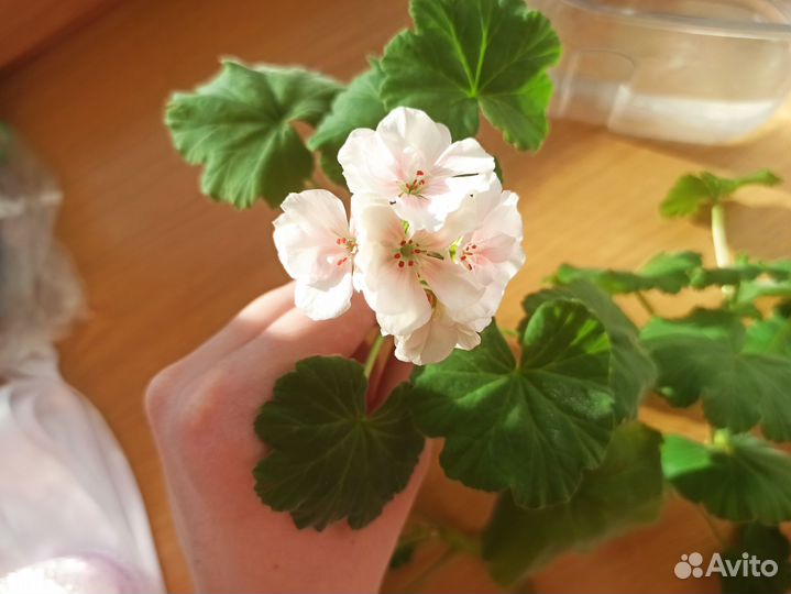 Пеларгония