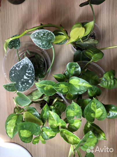 Филодендроны, сциндапсусы, сингониумы