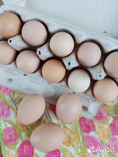 Инкубационное яйцо породных кур