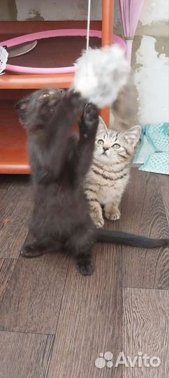Котик бесплатно