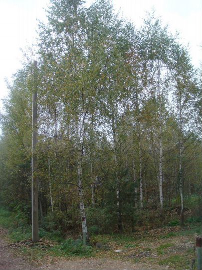 Участок 10 сот. (СНТ, ДНП)