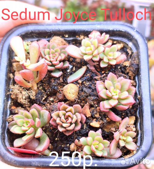 Суккуленты 6