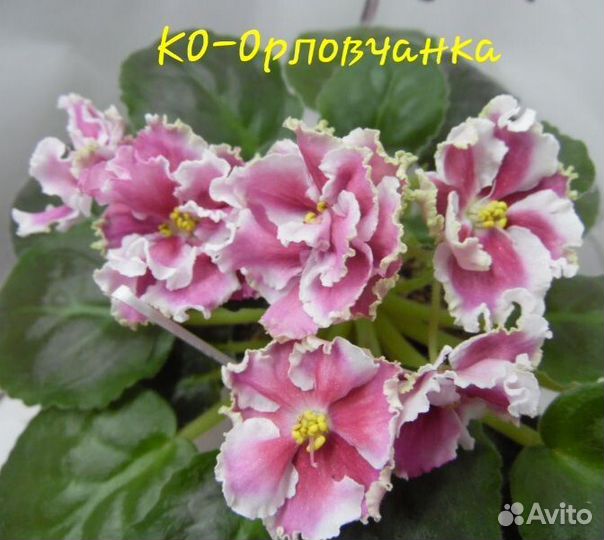 Детки сортовых фиалок