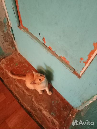 Рыжий котёнок