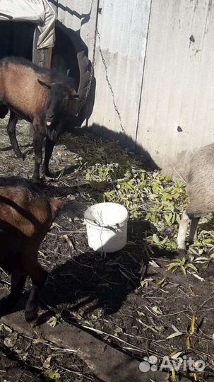 Козел Чешской породы вязка