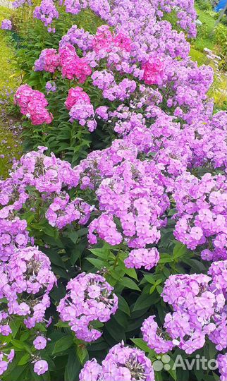 Вербейник желтый. Флоксы