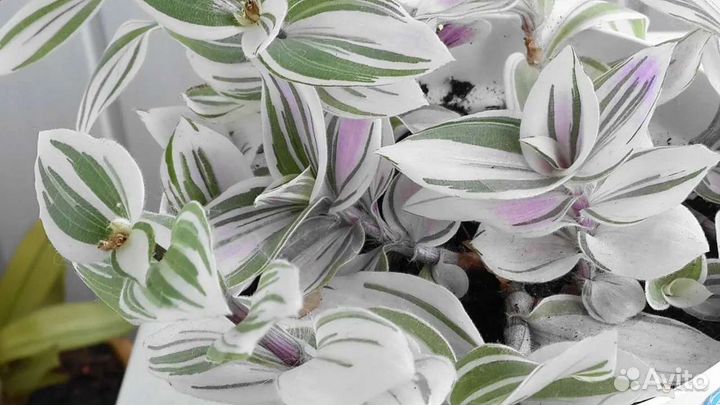 Традесканция