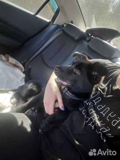 Щенок в дар