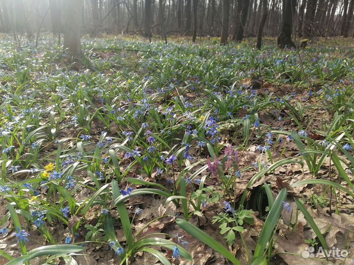 Пыльца пчелиная 2024г (лес)