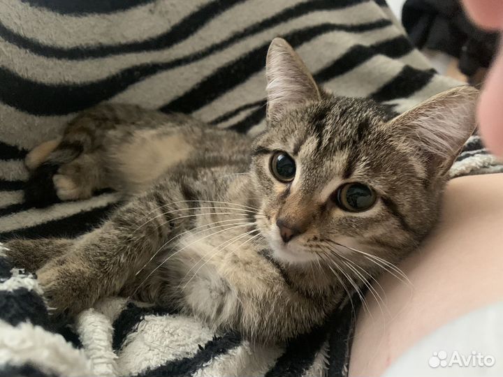 Котенок