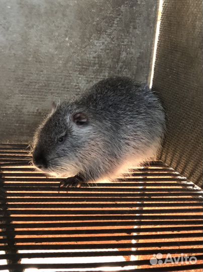 Нутрии на племя серебро