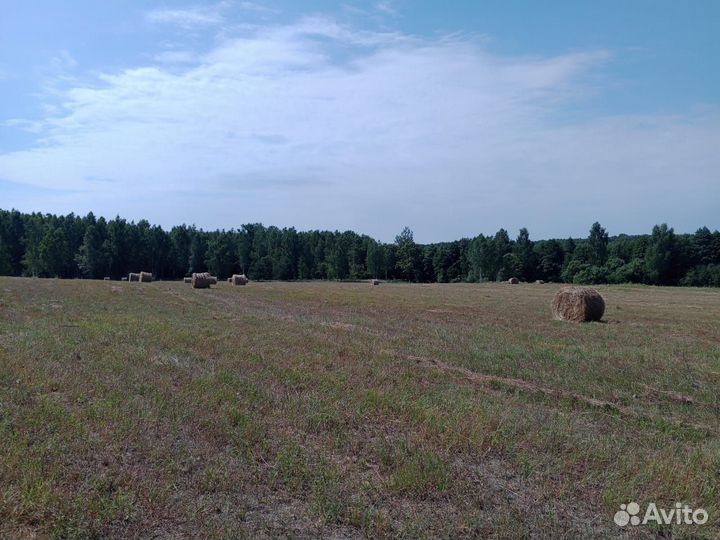 Сено в тюках