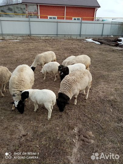 Ягнята дорпер