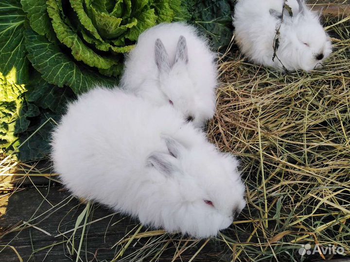 Немецкая Ангора кролики пуховые