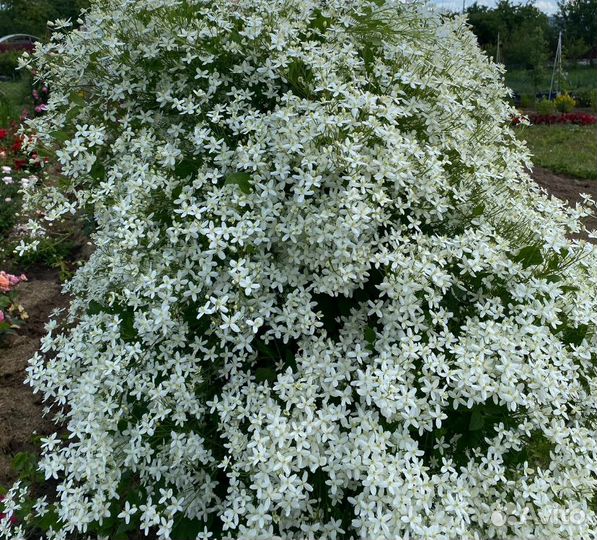 Клематисы 350