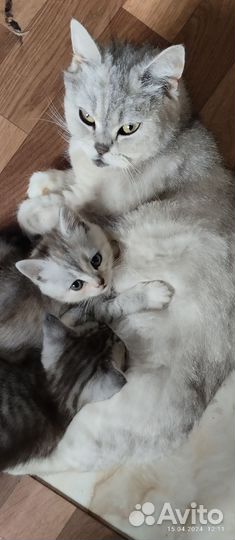 Британские котята