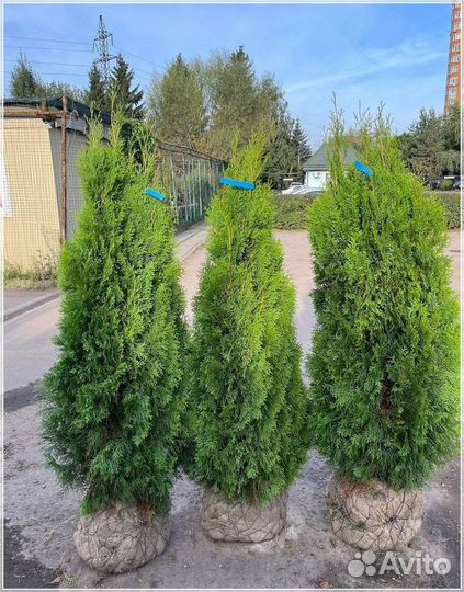 Туя Смарагд 160-180 см
