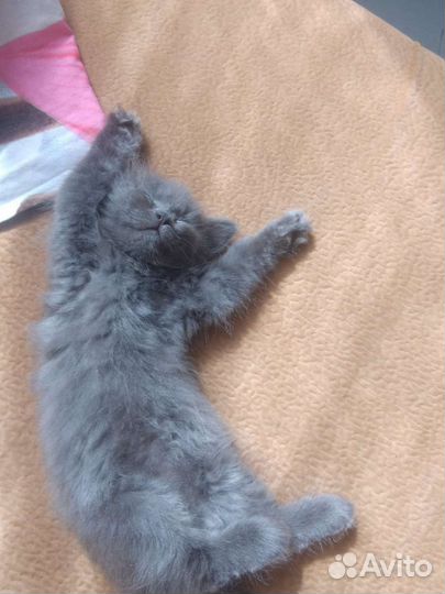 Котенок бесплатно