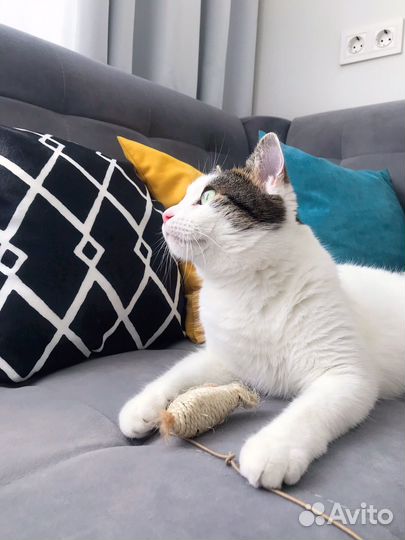 Мягкий котик ищет хозяев