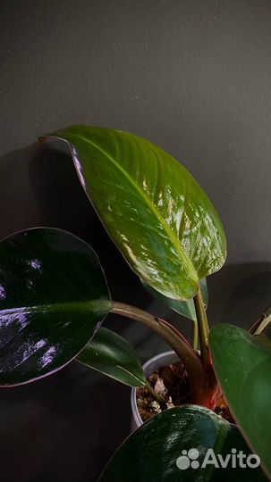 Philodendron imperial red