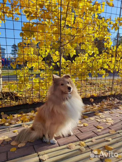 Собака для вязки