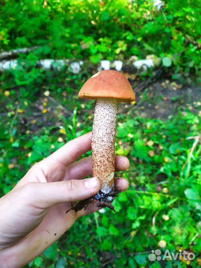 Грибы лисички