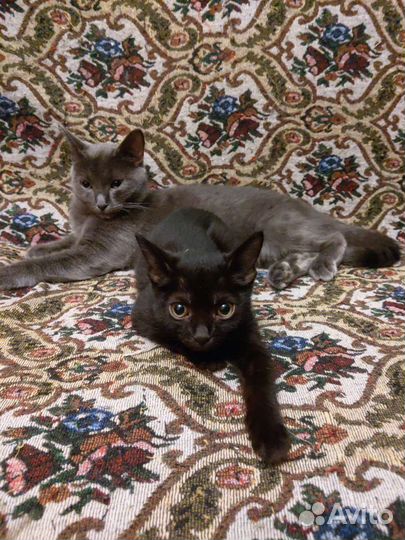 Красивые Кошки в добрые руки