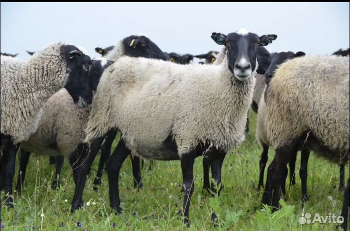 Овцы бараны