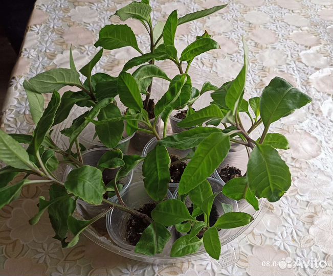 Джинура листья Бога
