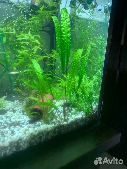 Аквариумные растение