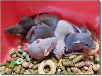 Крысы (Дамбо). Канадские крысята из питомника