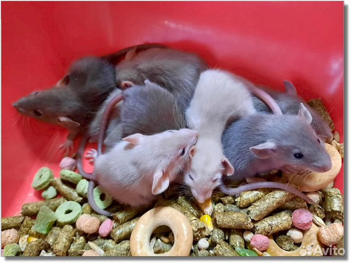 Крысы (Дамбо). Канадские крысята из питомника