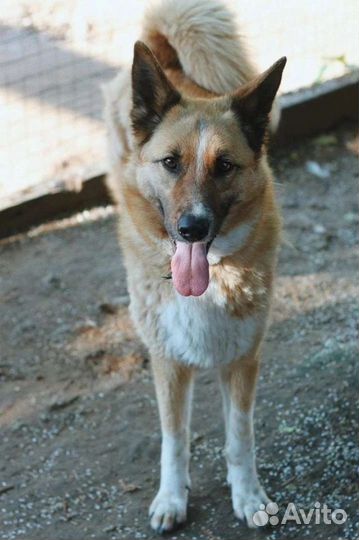 Собака Лесси