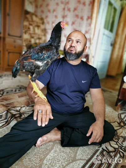 Бойцовые петухи о шамо